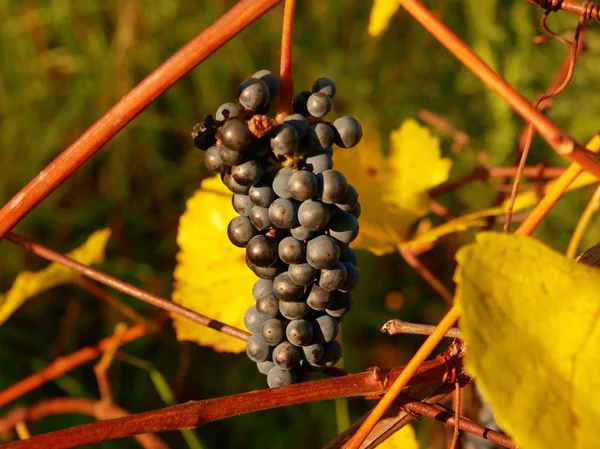 Detailaufnahme einer gefrorenen Weinrebe in einem Weinberg im Herbst. — Stockfoto