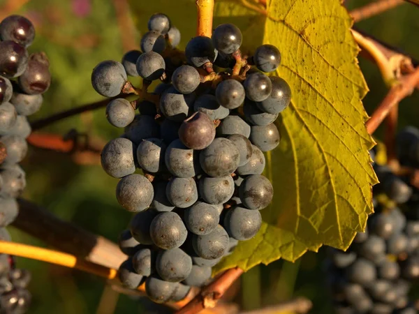 Zbliżenie: wspólne fioletowy winogron winorośli. Szczegółowy widok mrożonych winogron winorośli w winnicy — Zdjęcie stockowe