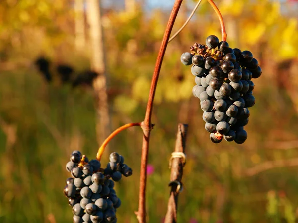 Close-up of purple common grape vine. Detailed view of a frozen grape vines in a vineyard — Stock Photo, Image