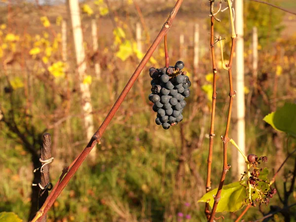 Close-up de videira de uva comum roxa. Vista detalhada de uma vinha de uva congelada numa vinha — Fotografia de Stock