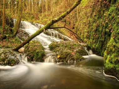 Renkli yapraklar ve köpüklü hızlı akıntı. Kayalar arasında akan parlak sonbahar renkleri.