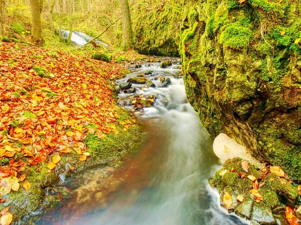 Colorful leaves and foamy rapid stream. Bright autumn colors at stream between whinstone rocks. — Stock Photo, Image