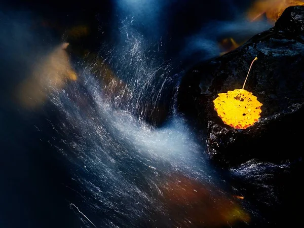 Hoja Colorida Álamo Sobre Roca Basalto Borroso Arroyo Rápido Montaña — Foto de Stock