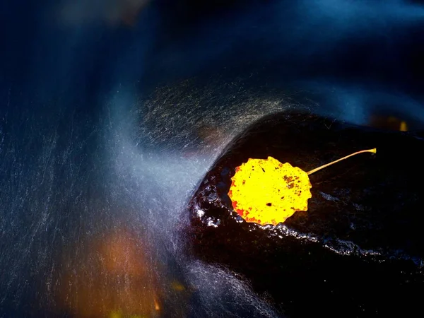 Hoja de aliso amarillo roto en arroyo. Hoja caída sobre piedra de basalto hundida en rápidos borrosos —  Fotos de Stock