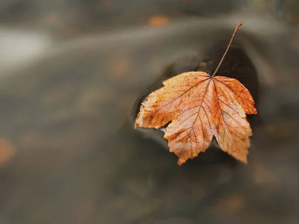 Autumn river. Death yellow maple leaf on basalt stone in cold water of river — Stock Photo, Image