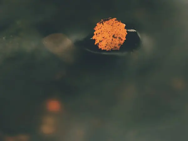 Jesień kolorowy liść. Ładny żółty liść uszkodzony na kamień bazaltowe w niewyraźne wody z górskiego potoku — Zdjęcie stockowe
