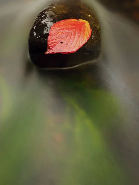 가시 나무 딸기 잎 젖은 돌에 잡. Lleaves는 계 류의 중간에 갇혀. — 스톡 사진