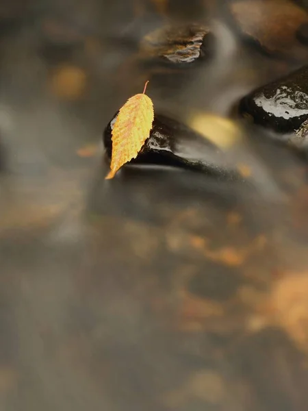 Orange beech leaf on dark slippery stone in cold water. — Stock Photo, Image