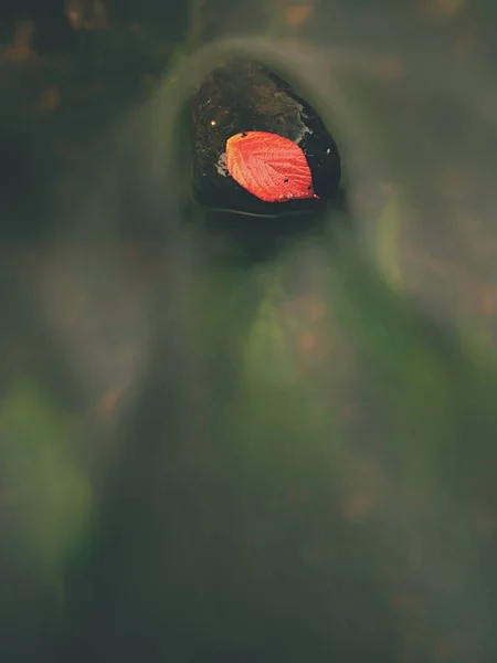 Hoja roja de frambuesas. Hoja roja anaranjada rota atrapada en piedra negra en los rápidos del arroyo. Líneas de plata de burbujas — Foto de Stock