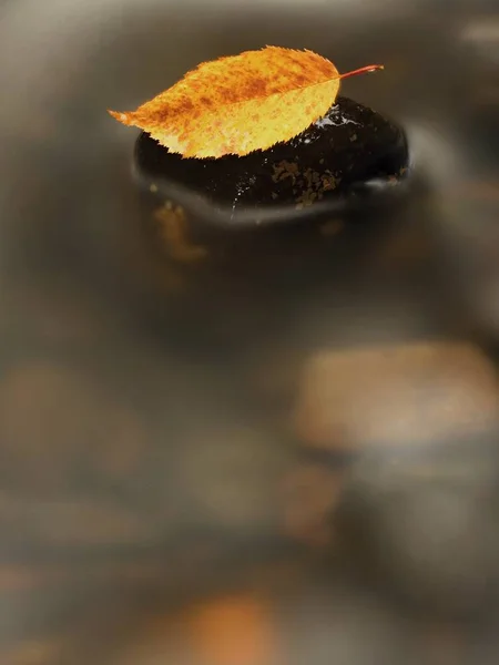 Yellow orange  rotten old beech  leaf on basalt stone in cold blurred water of mountain river, first symbol of fall. — Stock Photo, Image