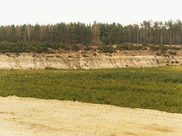 Restoration of a part of the mined sand quarry, planting a young pine forest — Stock Photo, Image