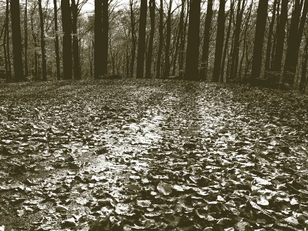 Llithographic technique.  First snow fall in forest. Path leading among the beech trees — Stock Photo, Image