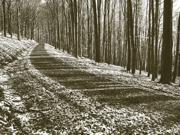 Technique lithographique. Première chute de neige en forêt. Chemin menant parmi les hêtres — Photo