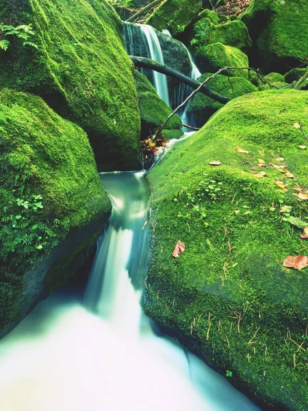 Magic forest stream creek in autumn with stones moss ferns and fallen leaves — Stock Photo, Image