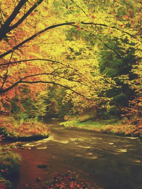 Sonbahar ormandaki yabani Nehri ile güzel manzara