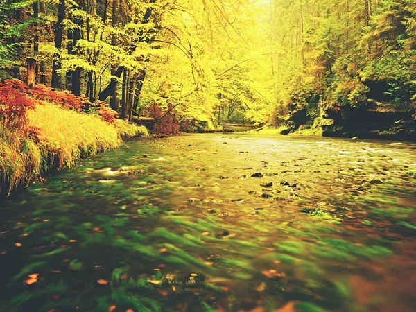 Hösten ström i rött trä på regnig dag. Hösten creek i skogen. — Stockfoto