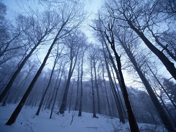 Forêt d'hiver sombre sur la colline. Arbre au sommet de la montagne — Photo