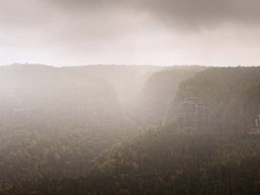 Forest hill im kalın sis gizli. Eylül başında puslu manzara. 