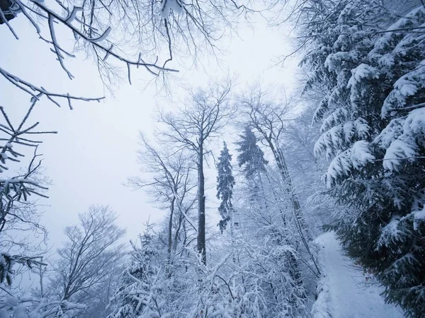 Winter forest while snowing. Snowy trees in dark and misty  winter park. Evening walking — Stock Photo, Image