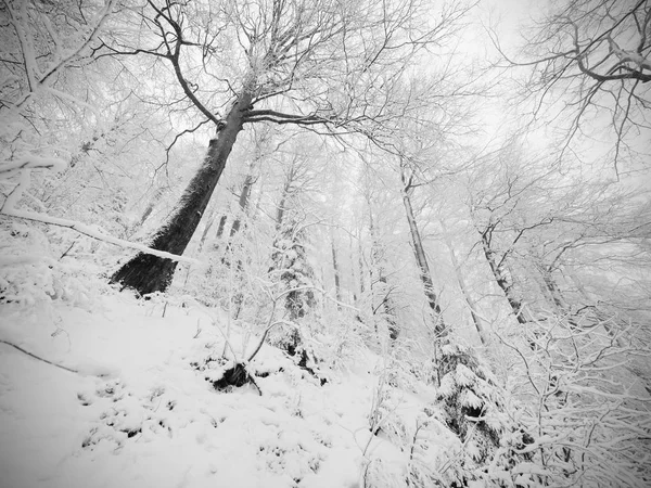 Diminuire il sentiero innevato attraverso una foresta. Inverno foresta buia e nebbiosa sul fianco della collina — Foto Stock