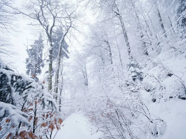 Diminution du sentier enneigé à travers une forêt. Forêt sombre et brumeuse d'hiver à flanc de colline — Photo