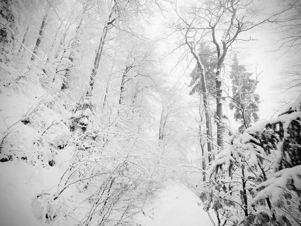 Зимний лес во время снега. Снежные деревья в темном и туманном зимнем парке. Вечерняя прогулка — стоковое фото