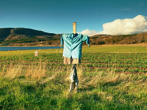 Espantalho em Paddy. Cabeça menos Espantalho na área rural, pequeno campo de morango — Fotografia de Stock