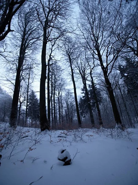 Tôt le matin froid et brumeux aux hêtres gelés dans la forêt enneigée d'hiver. Au sommet de la montagne , — Photo