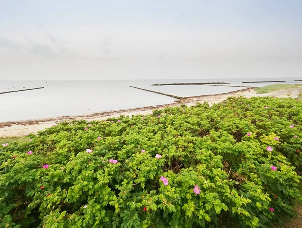 Hunderosen blühen. warmer, sonniger Sommertag. Felsige Küsten am Meer — Stockfoto