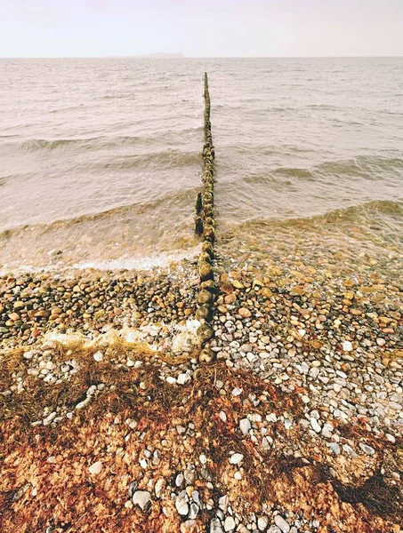 Postes de rompeolas musgosos en agua espumosa de mar. Playa de arena ingenio algas , — Foto de Stock
