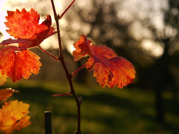 Nézd meg karszt szőlő, őszi színek, a naplemente, Cluse. Sötét vörös narancs árnyék levelek — Stock Fotó