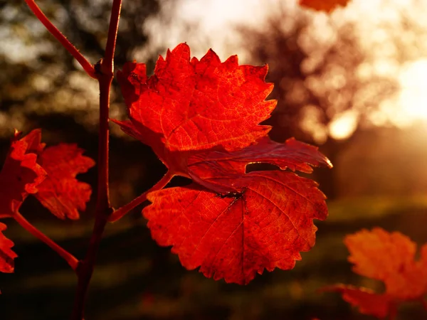 Vista para cima em carst vinhedo em cores de outono ao pôr do sol. Sombras de laranja vermelhas escuras de folhas — Fotografia de Stock