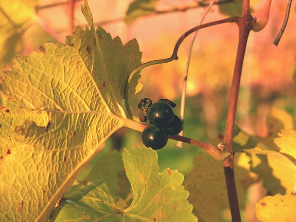 The vine grapes in vintage autumn before harvest, ripening on ice wine — Stock Photo, Image