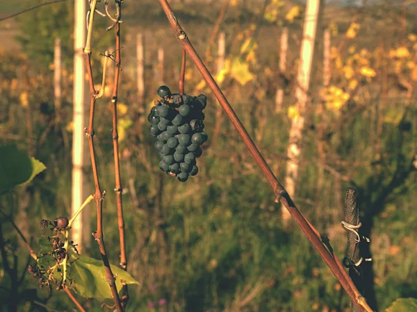 Vindruvor vintage hösten innan skörd, mognadsprocessen på ice wine — Stockfoto