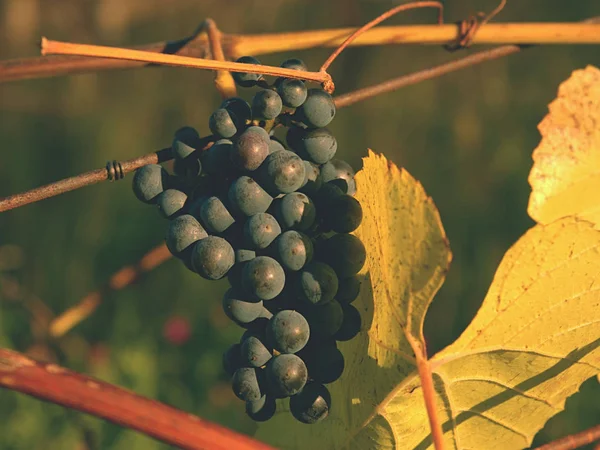 Detailed view of a frozen grape vines in a vineyard in autumn. — Stock Photo, Image