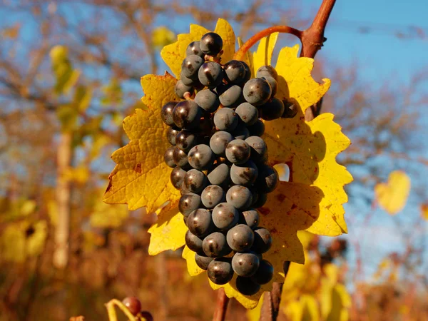 Zbliżenie: wspólne fioletowy winogron winorośli. Szczegółowy widok mrożonych winogron winorośli w winnicy — Zdjęcie stockowe