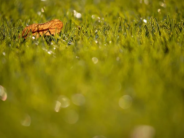 Футбольное поле. Открытая футбольная площадка, плохая трава в конце сезона с опавшими листьями — стоковое фото