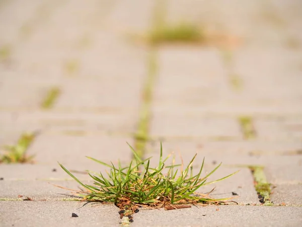 Pavimento empedrado con un montón de hierba. Acera de piedra en variación con una hierba verde —  Fotos de Stock
