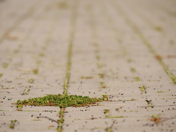 Брусчатка мощеная тропинкой с кучей травы, бетонными булыжниками. Текстура старой каменной дорожки — стоковое фото