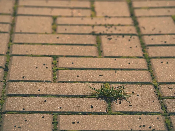 Adoquín pavimentación sendero con un montón de hierba, adoquines de hormigón. Textura del antiguo camino de piedra — Foto de Stock