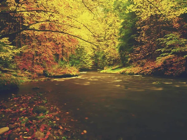 Naturaleza otoñal. Hermoso bosque de otoño con río de montaña y árboles coloridos — Foto de Stock