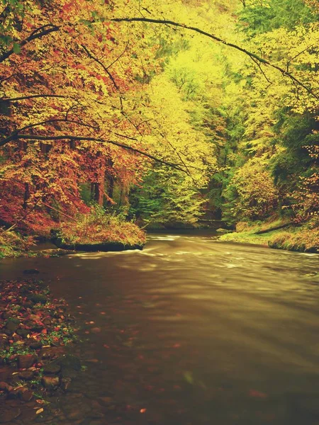 Прогулка среди красочных осенних лесов и горной реки в заповеднике. Осенний лес — стоковое фото