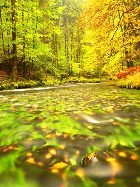 Underbar höst natur. Färgglada lämnar glödande i kväll solljus ovanför floden berg — Stockfoto