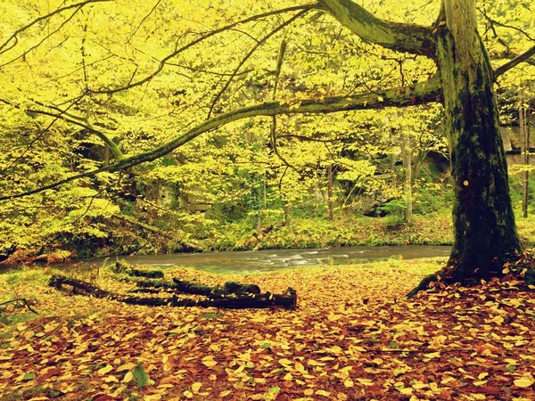 Bunter Herbstwald mit Pilzen wächst auf umgestürztem Stamm über Gebirgsfluss. — Stockfoto