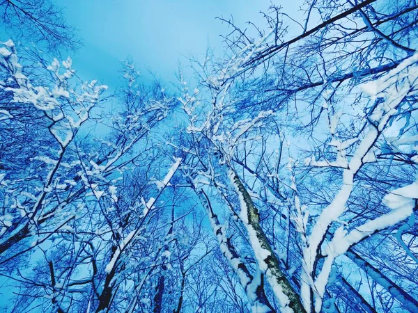 La neige gelée sur les branches des arbres dans la nuit noire, gros plan — Photo