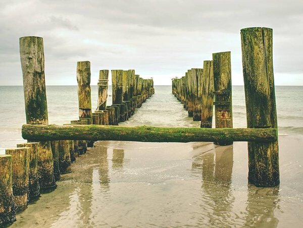 Mossy breakwater poles in smooth water of sea within windless. Sandy beach