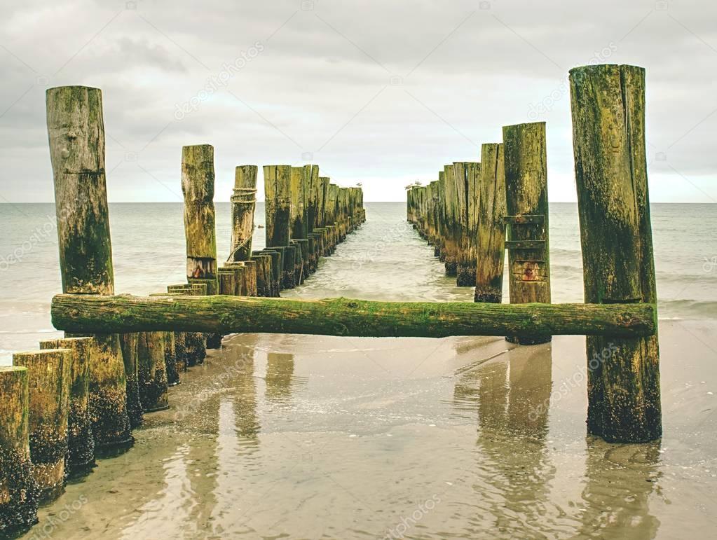 Mossy breakwater poles in smooth water of sea within windless. Sandy beach
