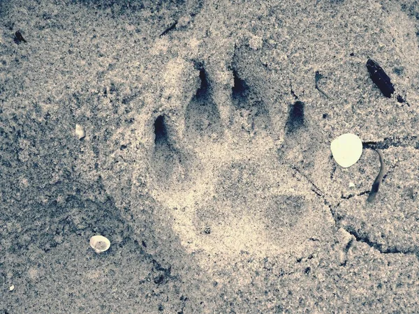 Huella de perro en la arena dorada de la playa —  Fotos de Stock