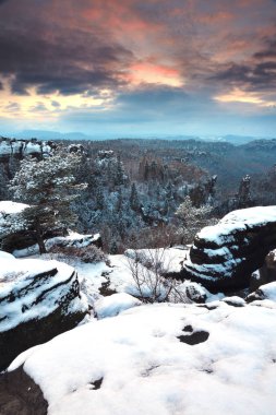 Kumtaşı buzlu vahşi çam iğneleri ilk kar gevreği. Vadide sis
