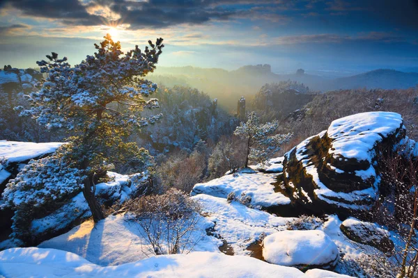 First snow flakes in needles of wild pine on sandstone rocks. Mist in valley — Stock Photo, Image